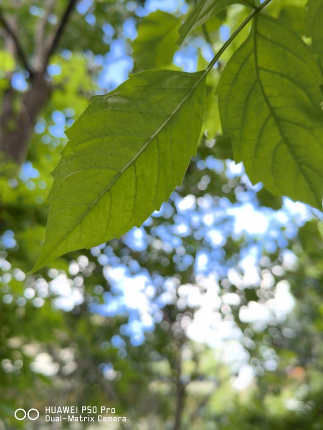 意不意外? 华为P50 Pro首测2: 网友要求再拍10组对比, 逼出它影像极限