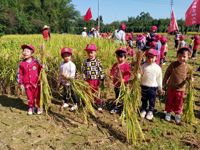 幼儿园的割水稻能手