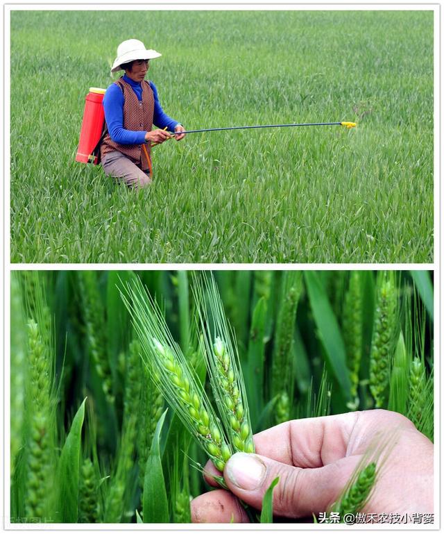 小麦抽穗扬花期重点防治赤霉病，打药时机的选择是关键5