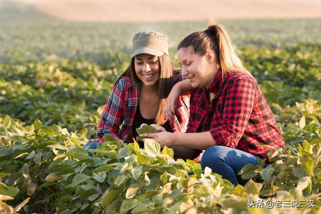 大豆总是重茬？施肥多却产量低？学会一个办法，轻松增产增收