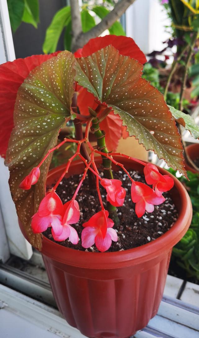 竹节海棠