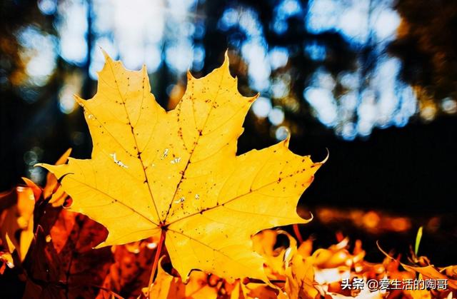 秋天少吃南瓜红薯，多吃水4宝，贴秋膘，防秋燥，开启健康养生
