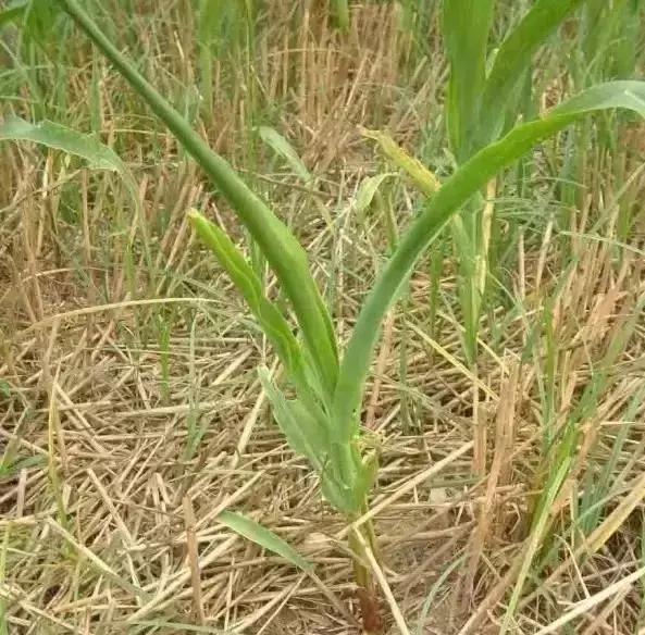 前旱后雨，玉米苗后除草剂出现药害怎么办？9