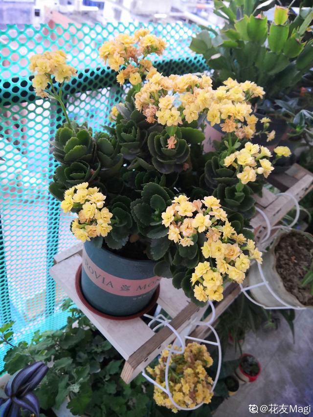 长寿花 长寿花（长寿花不开花光长叶子是什么原因） 生活