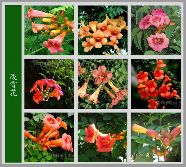 常见的花名字及图片,100种花名图册,收藏起来慢慢看,从此认花不求人?