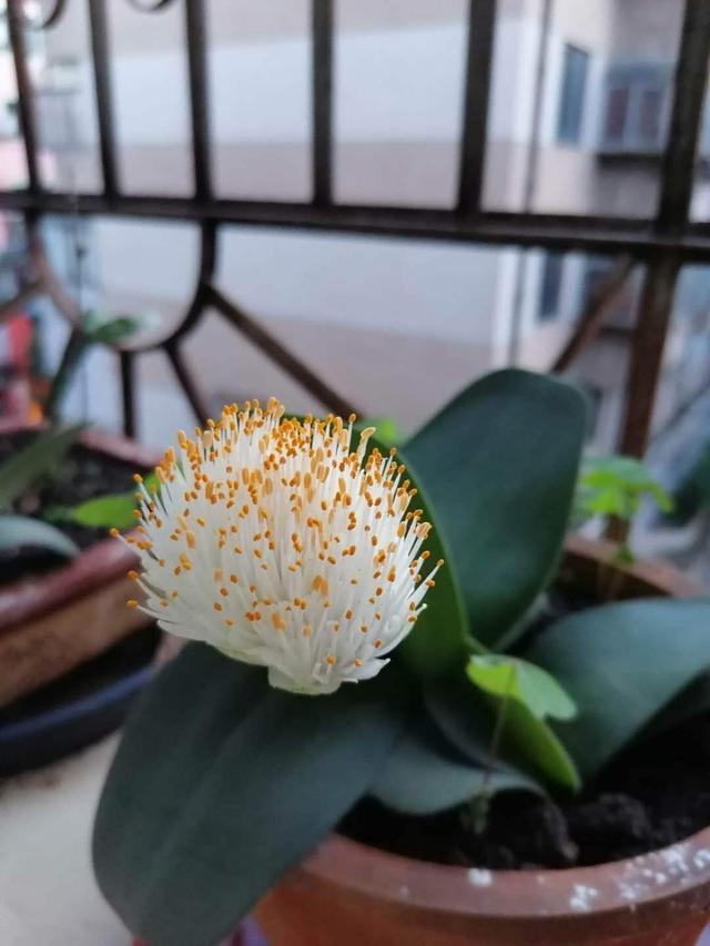 花卉名称