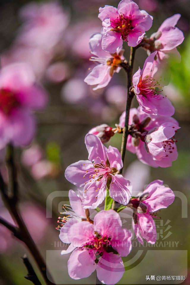 桃花的样子