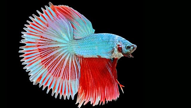 8,【半日】half sun玫瑰尾斗鱼尾鳍一般可以扩散到180度以上,尾上的