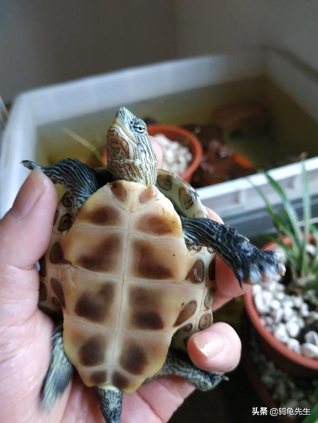 珍珠龟 珍珠龟(珍珠龟好养吗) 创业融资