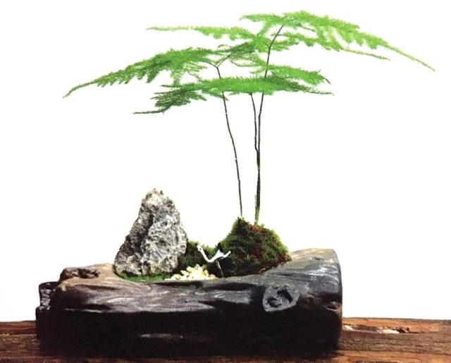 文竹盆景 文竹盆景（文竹盆景摆件） 生活