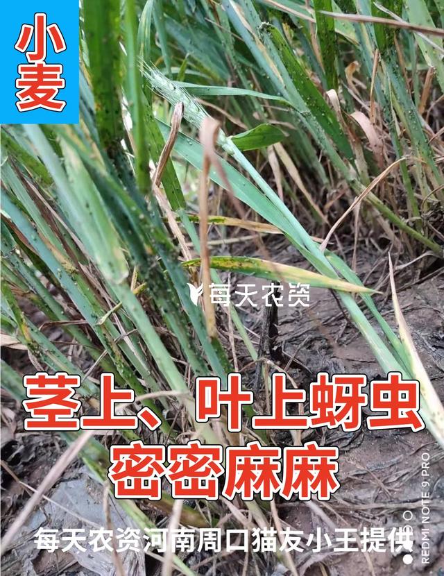 注意！近期蚜虫发生增多！手把手教你防治蚜虫——4