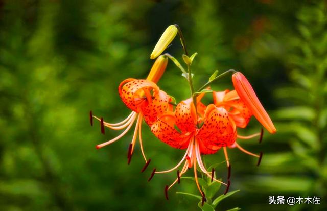 百合花的资料