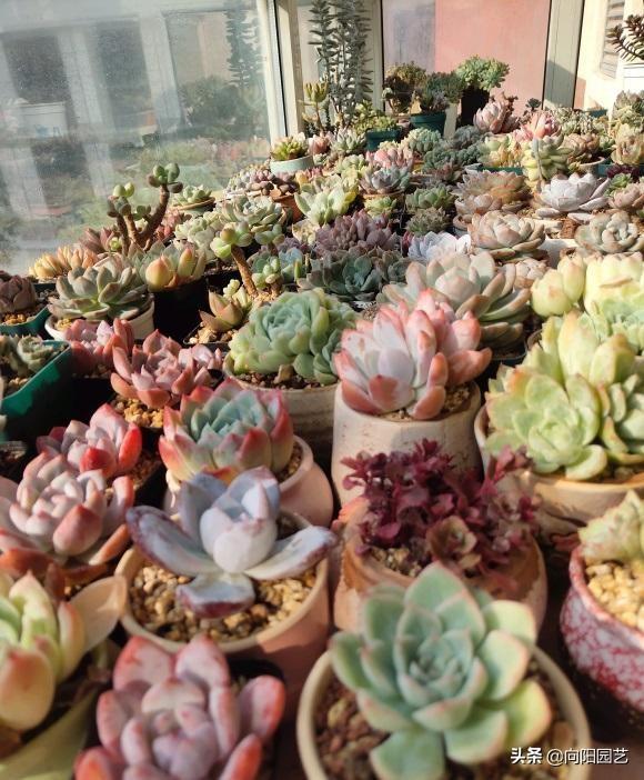 家裏養的多肉 要不要施肥 完全沒必要 大棚需要 家養不用 Zh中文網