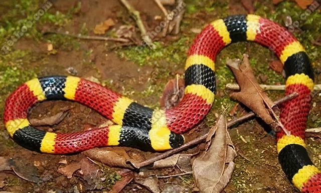 地球上最致命的13种毒蛇 你认识几个 新闻红