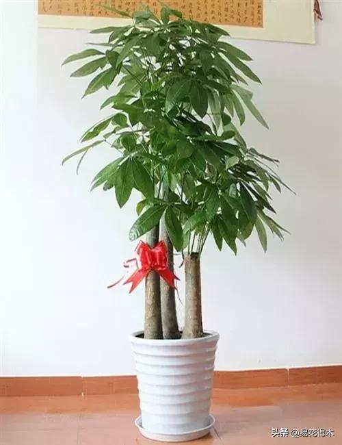 发财树的叶子发黄干枯掉落什么原因 发财树的叶子发黄干枯掉落什么原因  发财树的叶子发黄干枯掉落什么原因怎么补救 生活