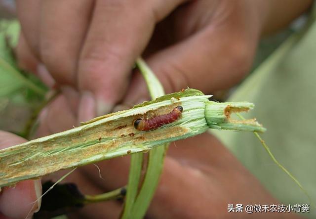 梨小食心虫会造成烂果和枯梢，学会这些虫害防治技巧很必要8