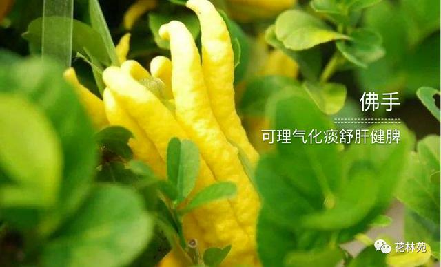 佛手的功效与作用 佛手的功效与作用（佛手的功效与作用及食用方法） 生活