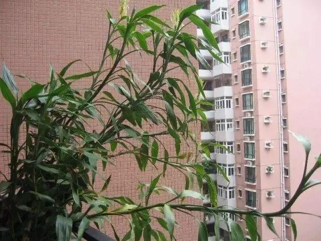 富贵竹的养殖方法 富贵竹的养殖方法（富贵竹的养殖方法和注意事项水养怎样施肥） 生活