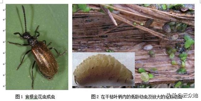 莲藕地蛆用什么药防治？掌握虫害发生特点，用3个方法高效防治3