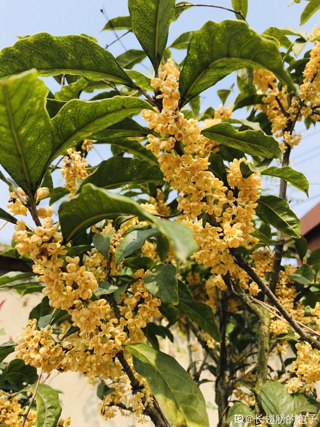 秋天就要金灿灿 盘点6种金黄色的花 秋天氛围感满满 太阳信息网