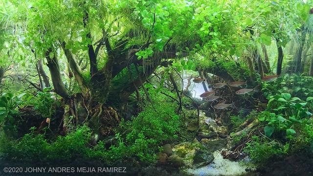 水草造景图片