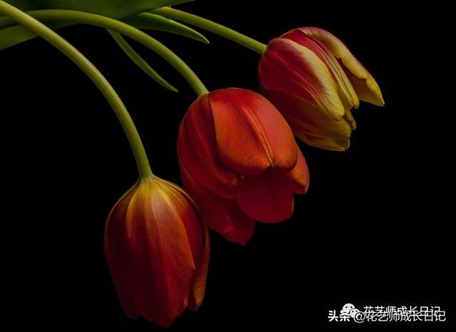 郁金香的花语
