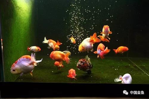 冲浪泵水族箱冲浪泵