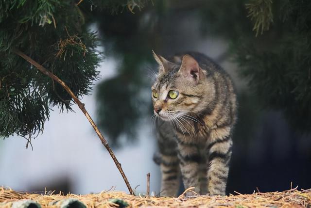 猫咪的品种