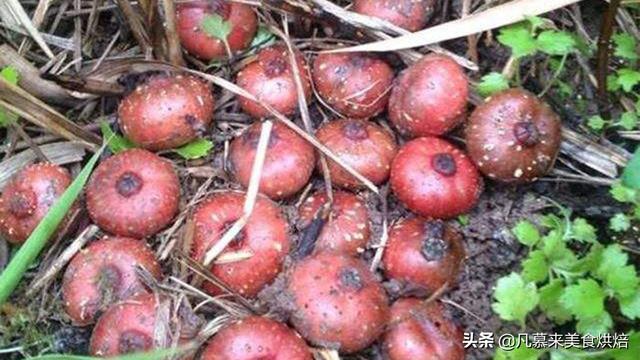 水果有哪些 水果有哪些（水果有哪些形状） 生活