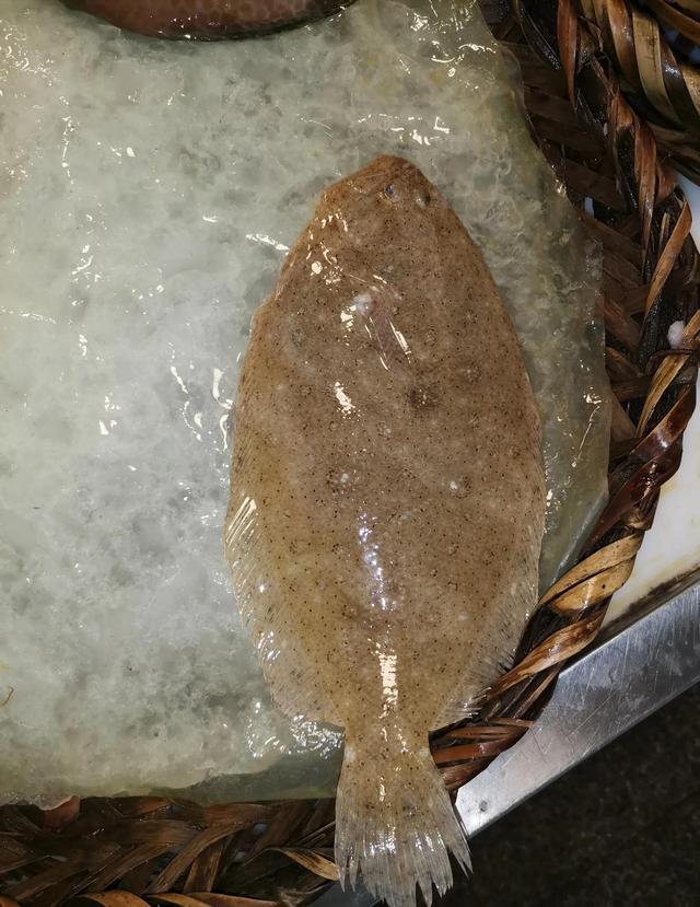 图文 比目鱼的种类知多少 经济价值如何 味道怎么样啊 舌台鳎鱼图片 Www Caipu56 Com
