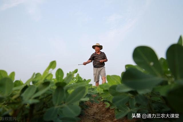 花生专用抗病增产套餐，每亩只要几块钱，病害少下针多千粒重足2