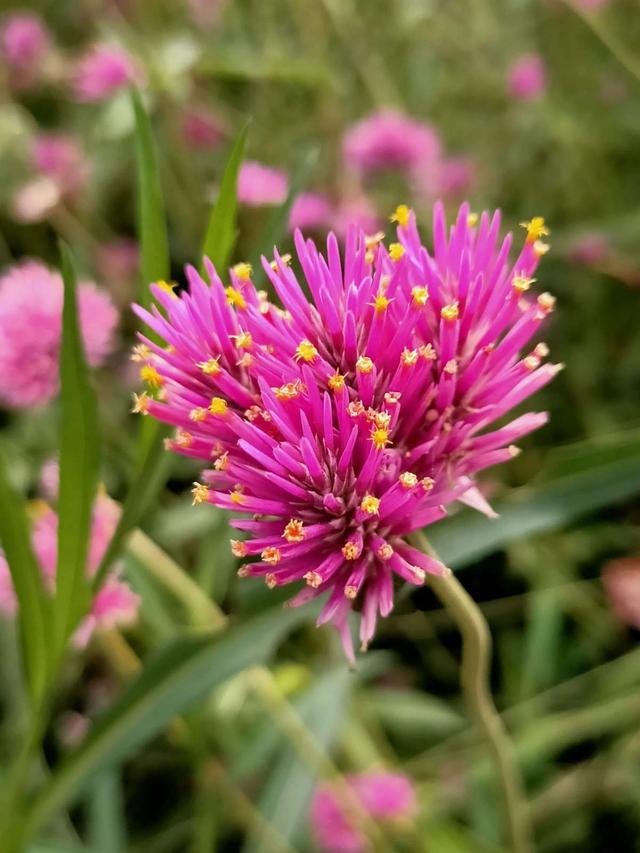 花草图片 花草图片（花草图片高清） 生活