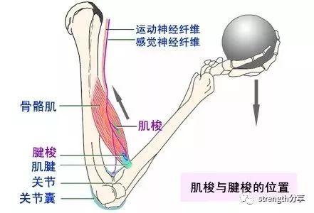 肌腱的意思