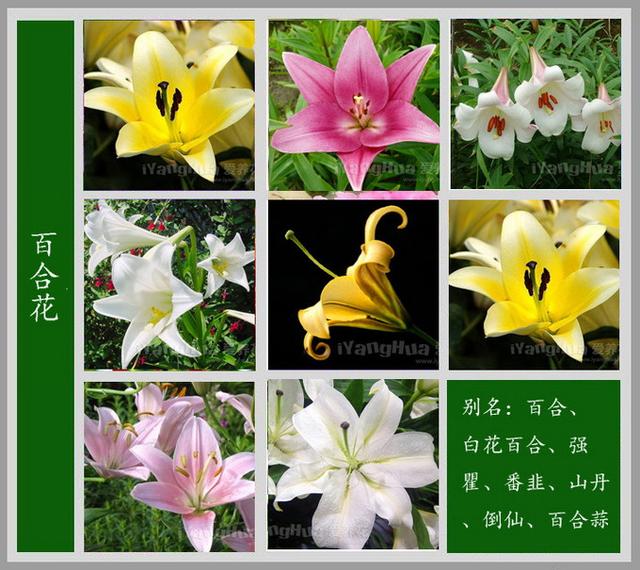 中国十大名花图片名字图片