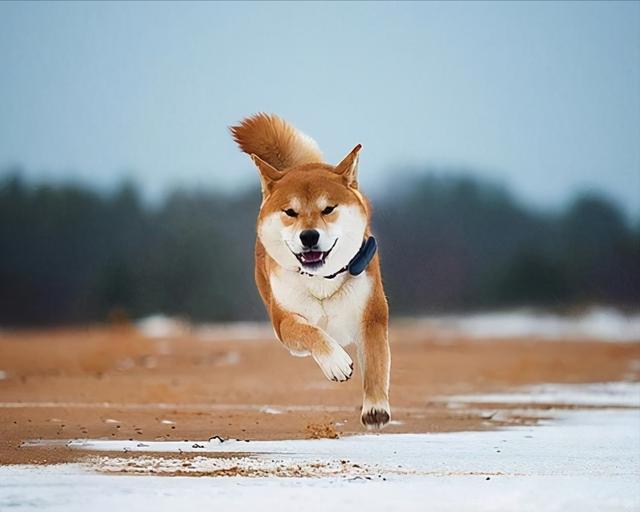 柴犬训练