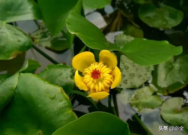 水生植物有哪些 水生植物有哪些（水生植物有哪些特点） 生活