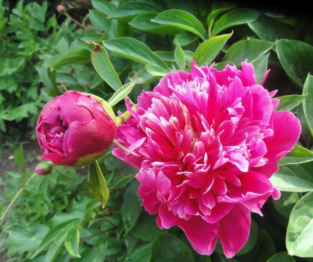 芍药花