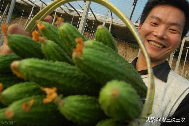 西红柿，白菜，茄子生病了？自制抗病抗虫杀菌剂，苗期一喷都羡慕14