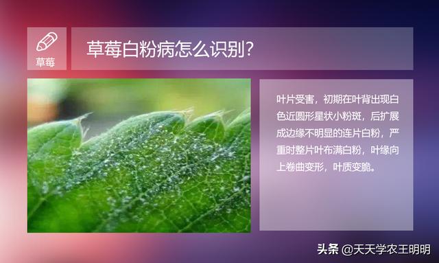 草莓白粉病到底怎么防？怎么治？不对的方法，治不好还伤果3