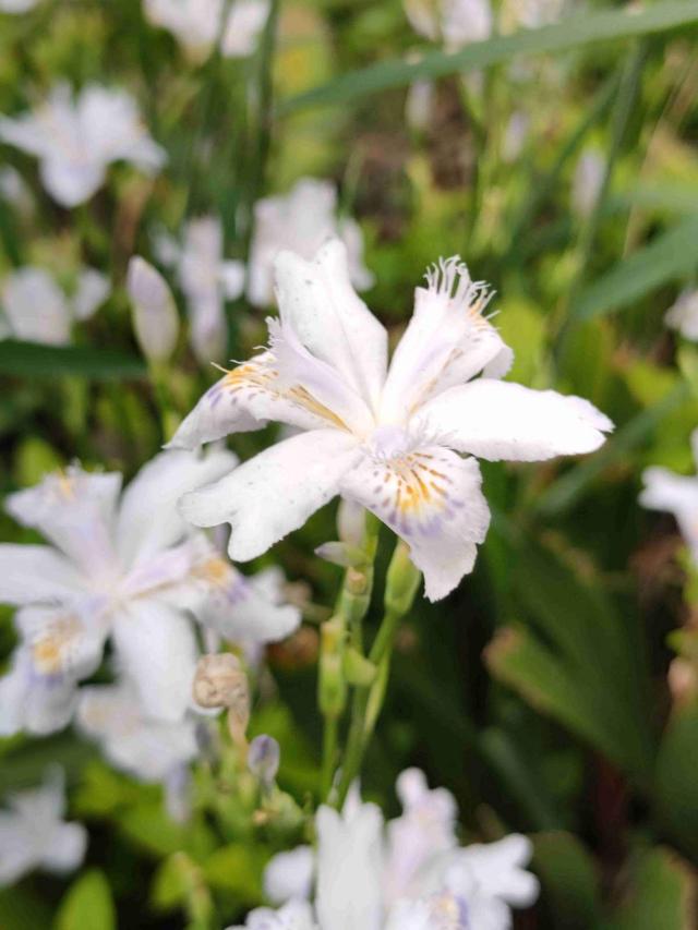 花草图片 花草图片（花草图片高清） 生活