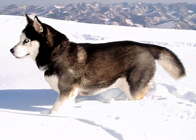 哥顿雪达犬