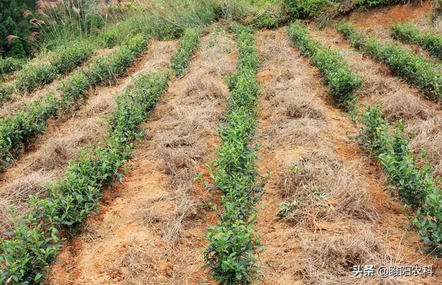 草甘膦这个配方能除300多种杂草和灌木藤本，3天杂草全部干枯2