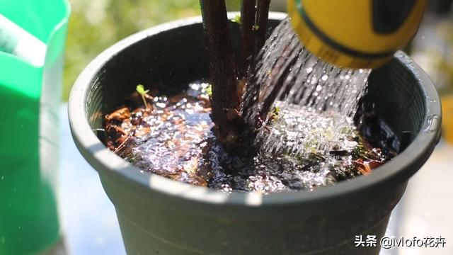 杜鹃花的养殖方法和注意事项（园艺师教你杜鹃花怎么养）