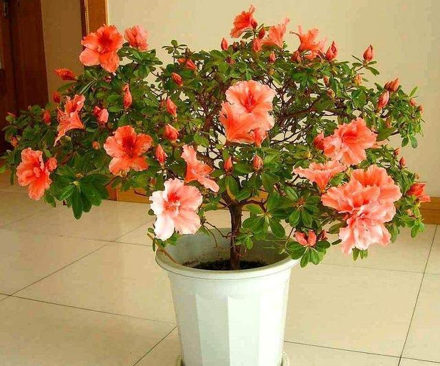 杜鹃花的养法 杜鹃花的养法（杜鹃花怎么养家庭养法） 生活