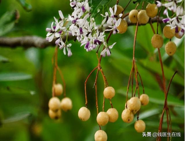滥用这8类中药，可能导致肝损伤，用中药治病，要格外注意这几点