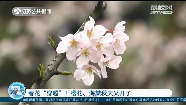 春花 穿越 櫻花 海棠在10月秋天又開了 Kks資訊網