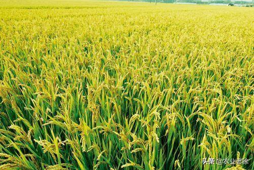 水稻破口期指的是什么？