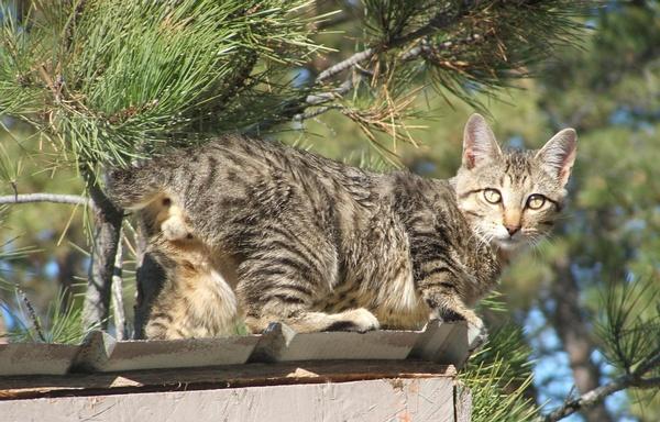 宠物猫的品种及图片