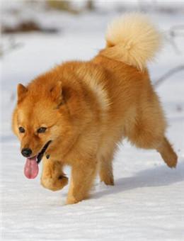 芬兰狐狸犬 芬兰狐狸犬