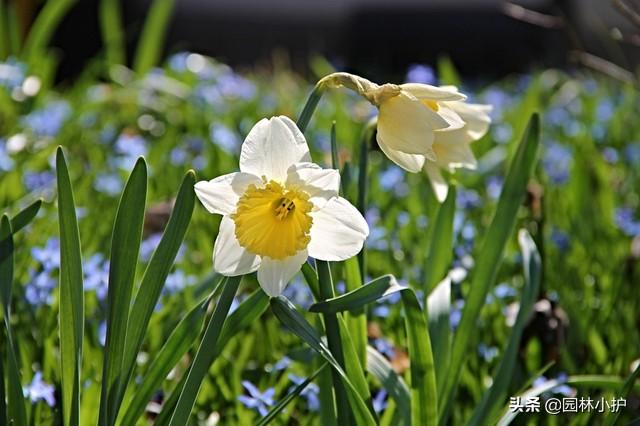 水仙花有毒吗可以在室内养吗（水仙花有毒吗可以在室内养）